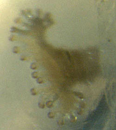 Pegomya laticornis larva,  anterior spiracle,  lateral